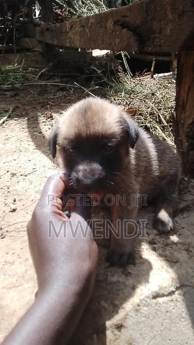 1-3 months Male Purebred Dog