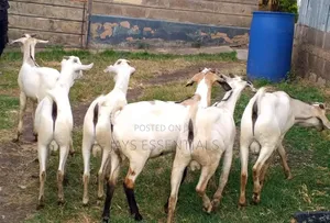 Premium Mature Goats for Sale