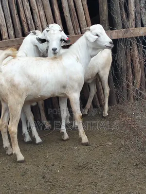 Organic Premium Mbuzi Great for Choma