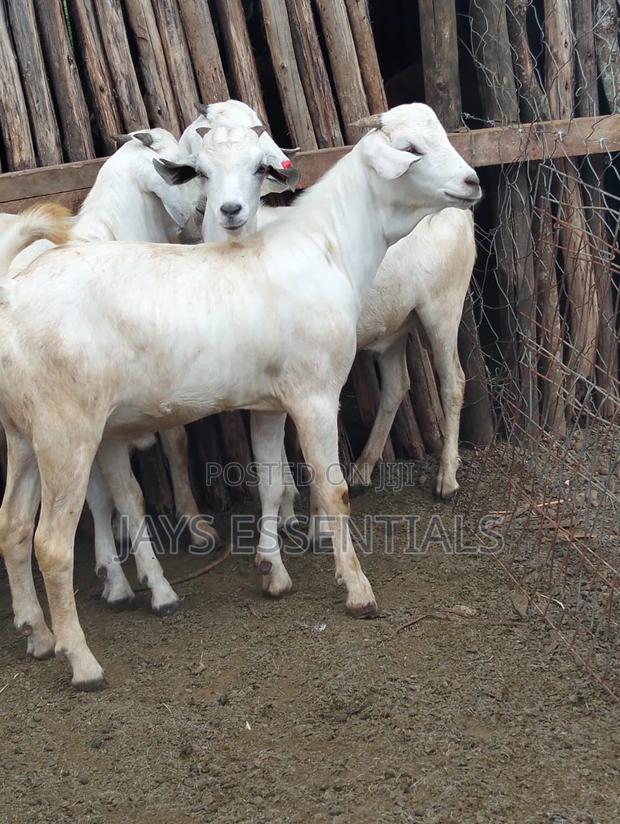 Organic Premium Mbuzi Great for Choma