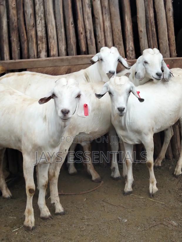 Organic Premium Mbuzi Great for Choma - thumbnail 2