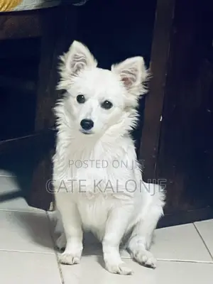 6-12 months Female Purebred Japanese Spitz
