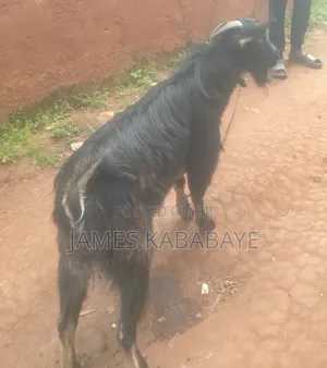 2year Dairy Goat for Sale