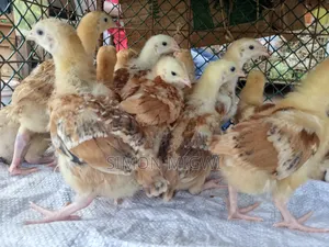 Domestic Birds