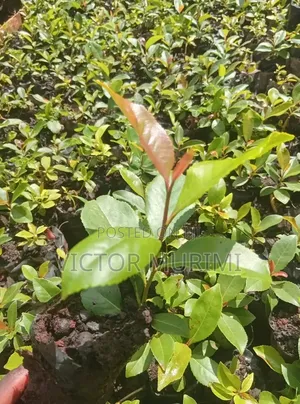 Muguka Seedlings