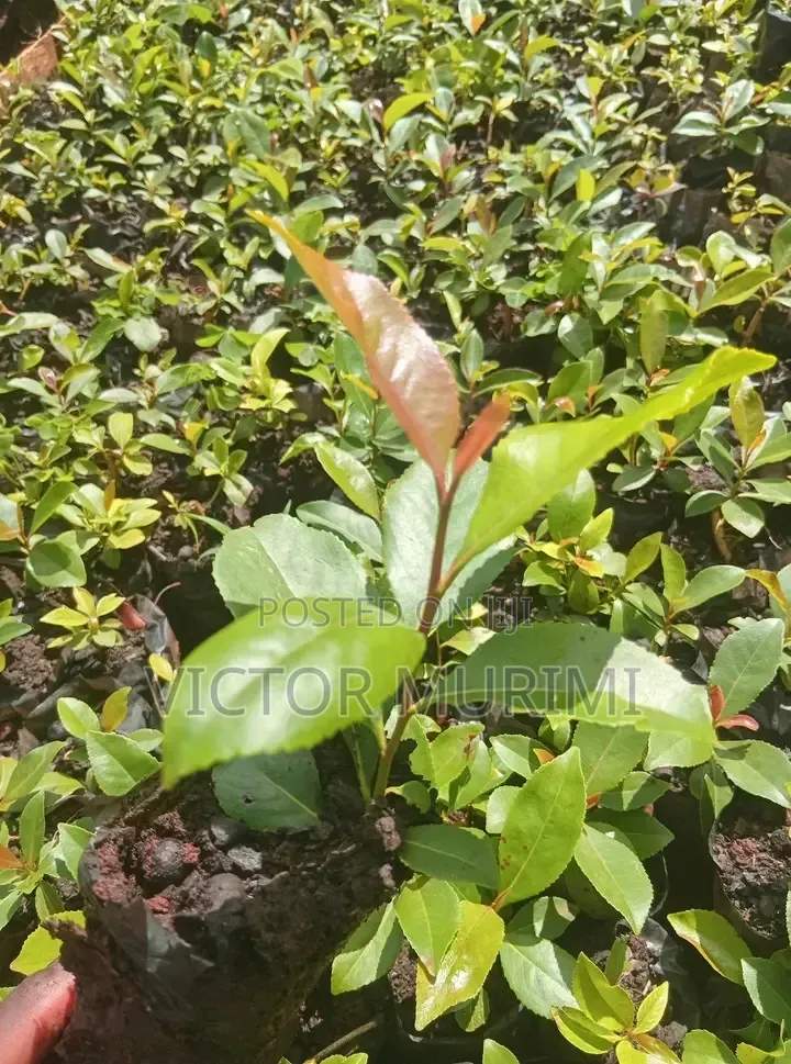 Muguka Seedlings