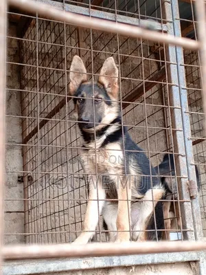 6-12 months Female Purebred German Shepherd