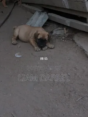 1-3 months Female Purebred Boerboel