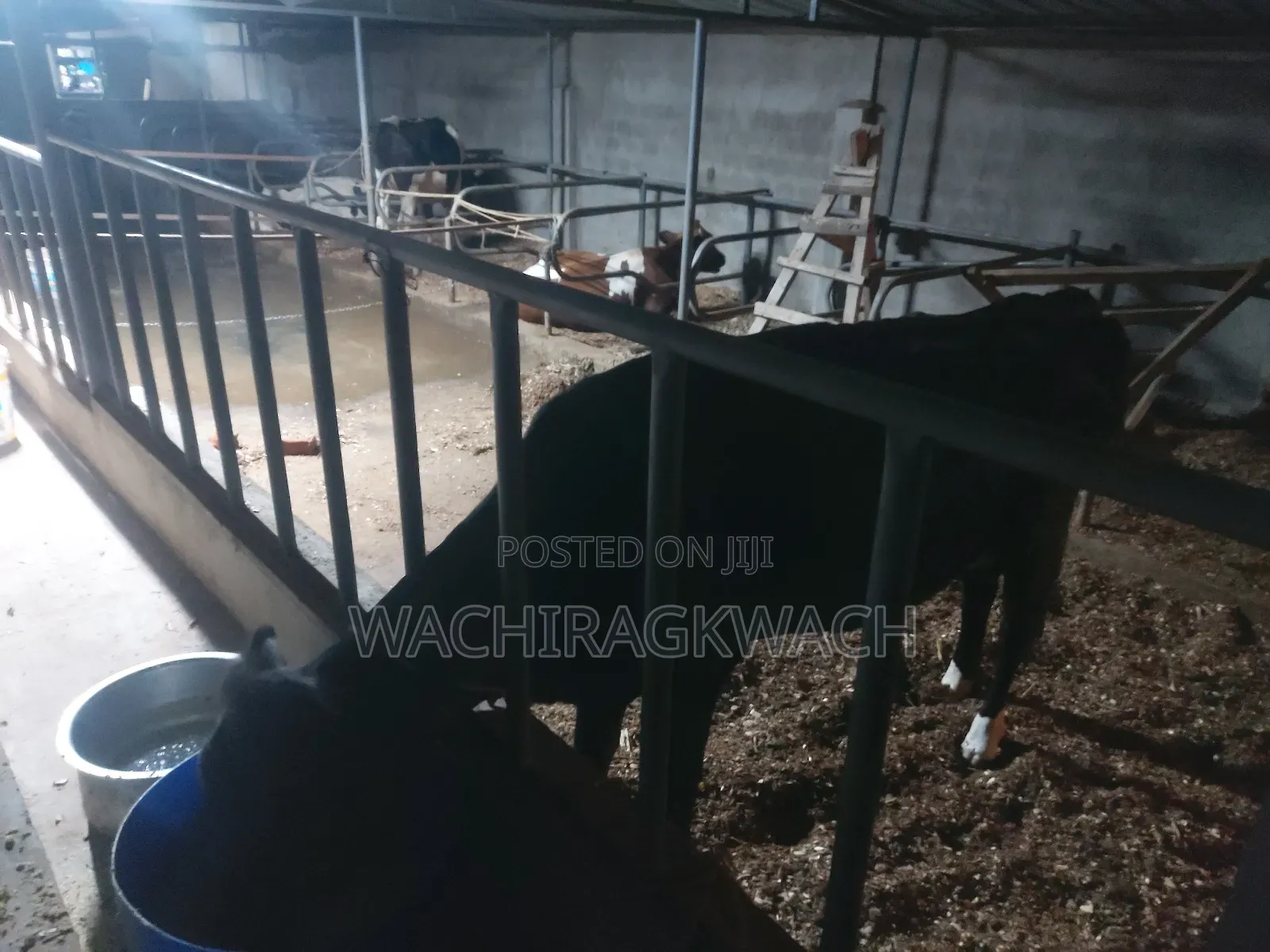 Dairy Farm and Horticulture Farmhand