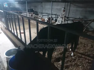 Dairy Farm and Horticulture Farmhand