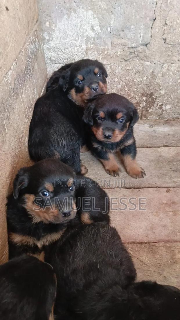 1-3 months Female Purebred Rottweiler
