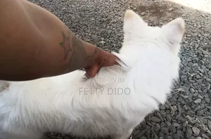 1+ year Male Purebred Japanese Spitz