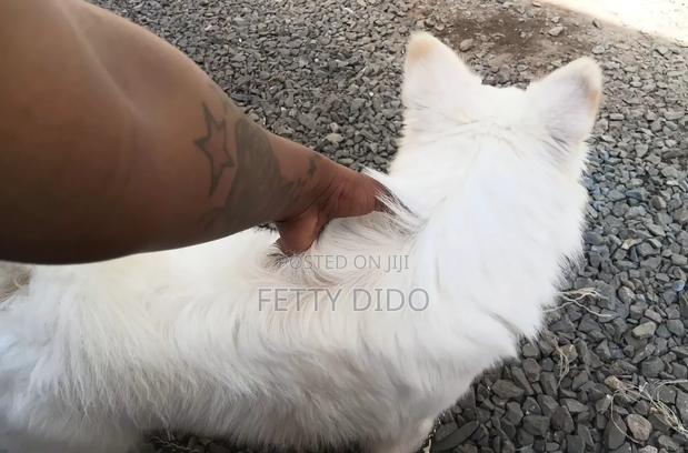 1+ year Male Purebred Japanese Spitz