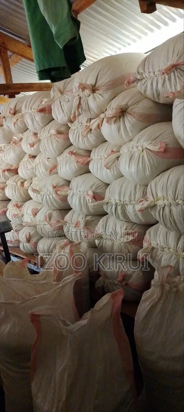 Maize Grein for Selling