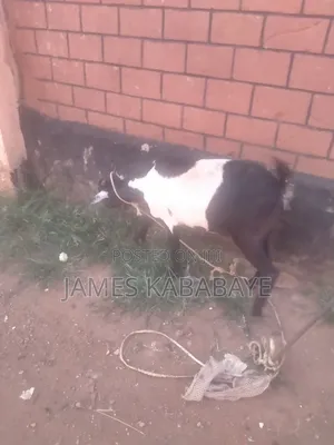 2year She,- Goat,2finland Sheeps