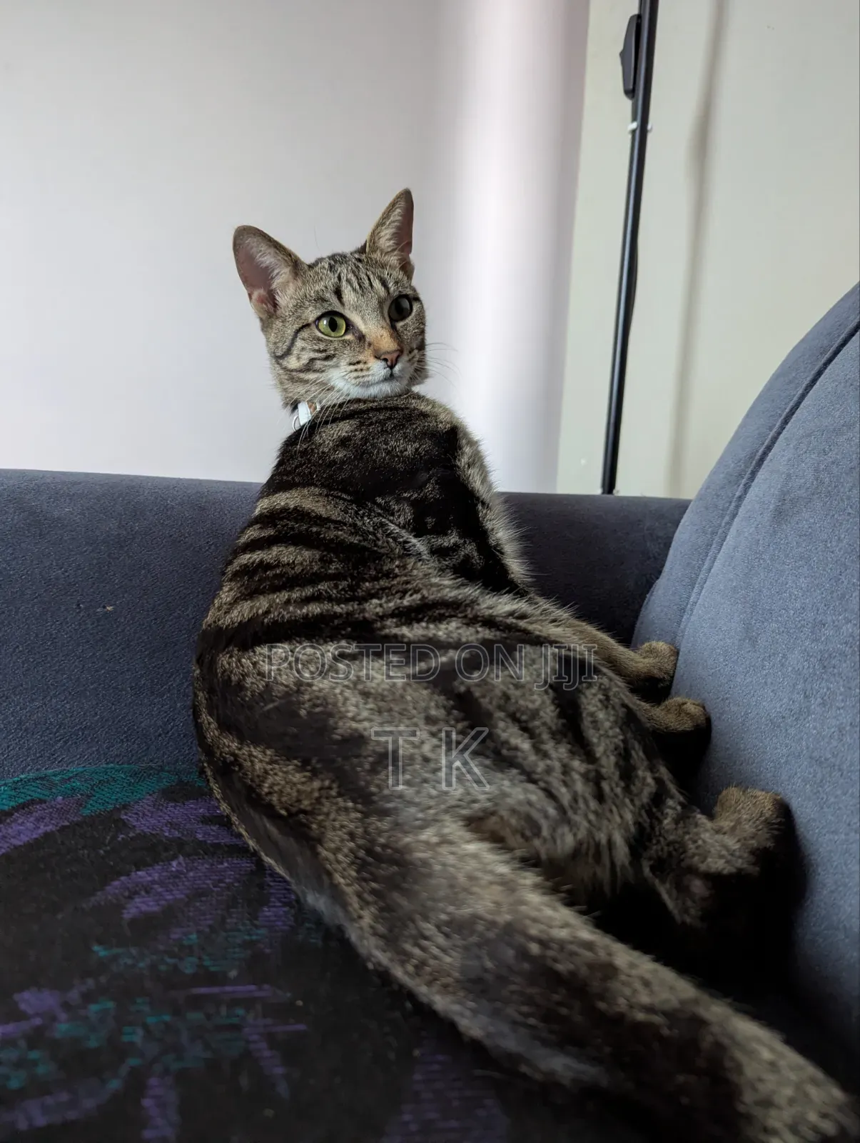 6-12 months Female Mixed Breed Tabby