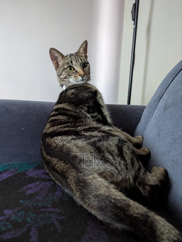 6-12 months Female Mixed Breed Tabby