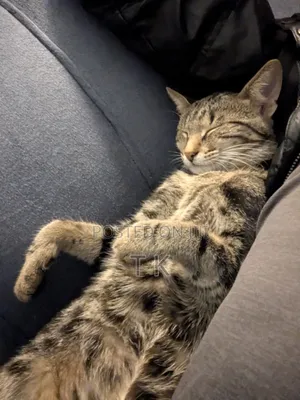 6-12 months Female Mixed Breed Tabby