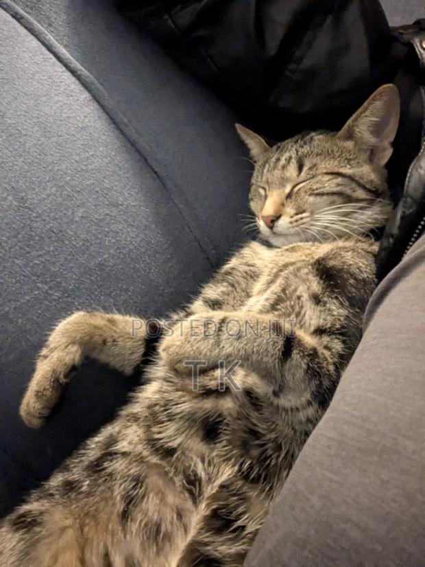 6-12 months Female Mixed Breed Tabby - thumbnail 2
