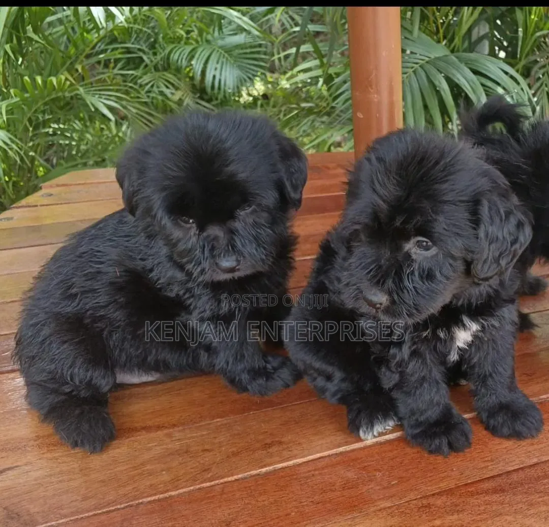 1-3 months Male Purebred Havanese