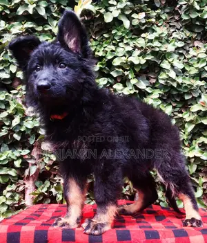 1-3 months Female Purebred German Shepherd