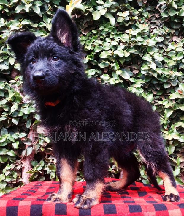1-3 months Female Purebred German Shepherd