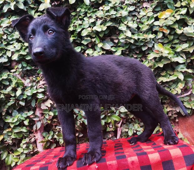 1-3 months Female Purebred German Shepherd - thumbnail 2