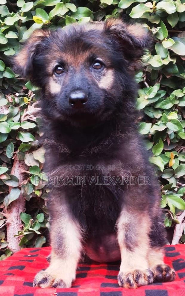 1-3 months Female Purebred German Shepherd - thumbnail 3