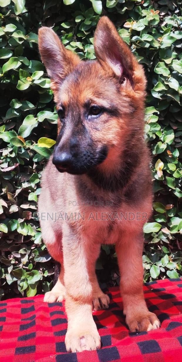 1-3 months Female Purebred German Shepherd - thumbnail 4