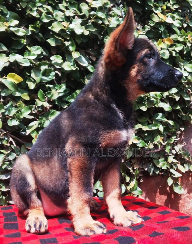 1-3 months Female Purebred German Shepherd - thumbnail 5