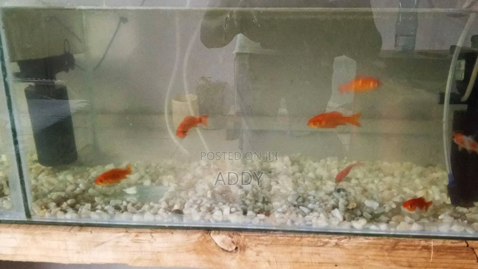 I Sell Fantails Gold Fish