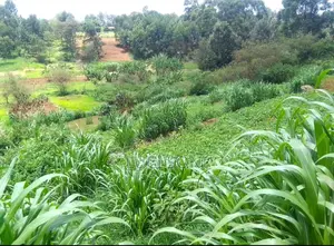 Prime 0.825 Plot on Kirawa Road, Old Kitusuru Mwimuto | 80m
