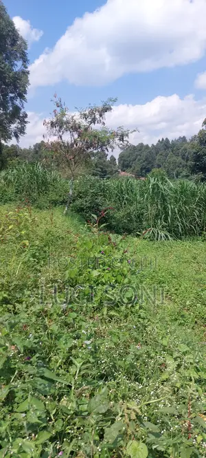 1 Acre, Prime Plot on Kirawa Road, Old Kitusuru Mwimuto | 85 M