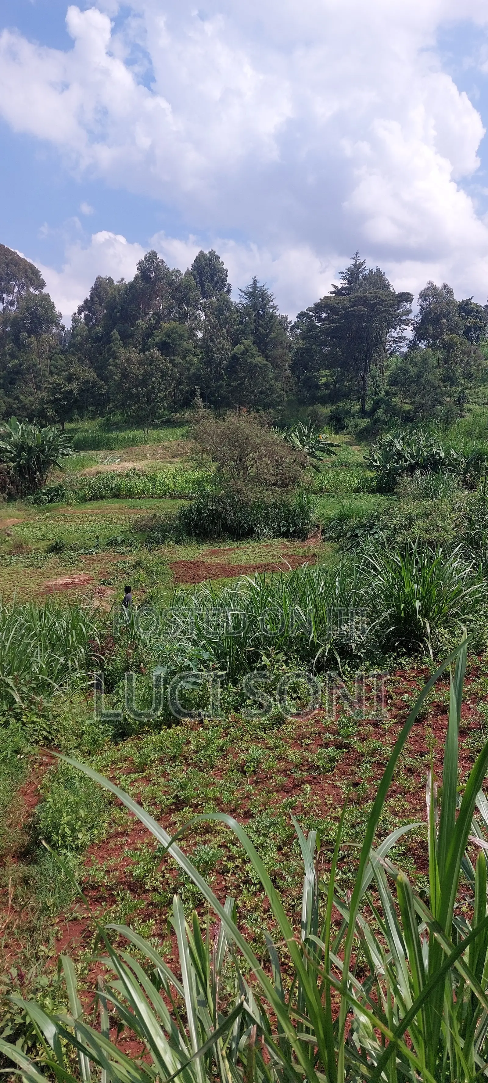 1 Acre, Prime Plot on Kirawa Road, Old Kitusuru Mwimuto | 85 M