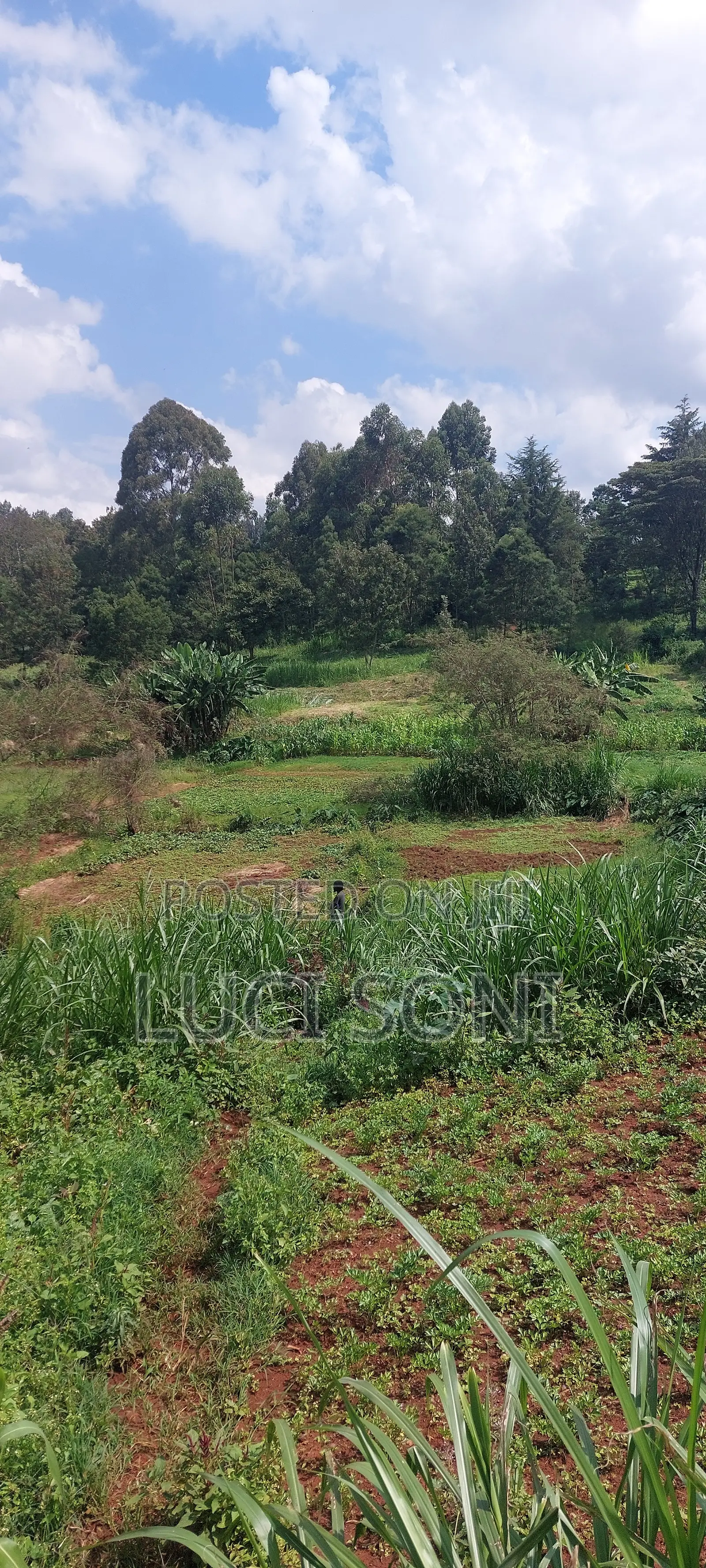 1 Acre, Prime Plot on Kirawa Road, Old Kitusuru Mwimuto | 85 M