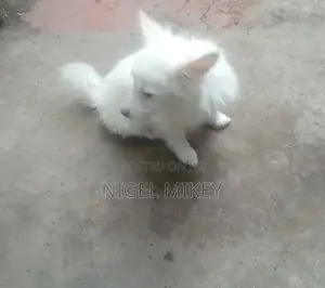 3-6 months Female Purebred Siberian Husky