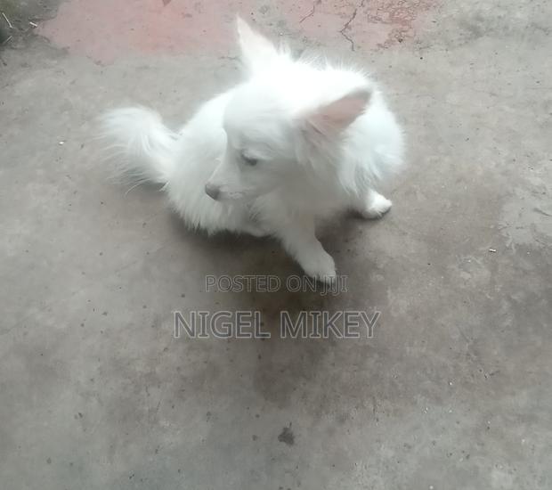 3-6 months Female Purebred Siberian Husky