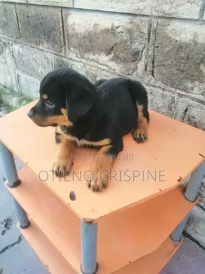 1-3 months Male Purebred Rottweiler