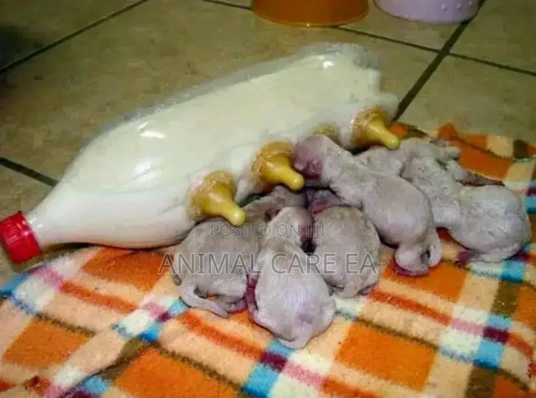 Pet Treatment