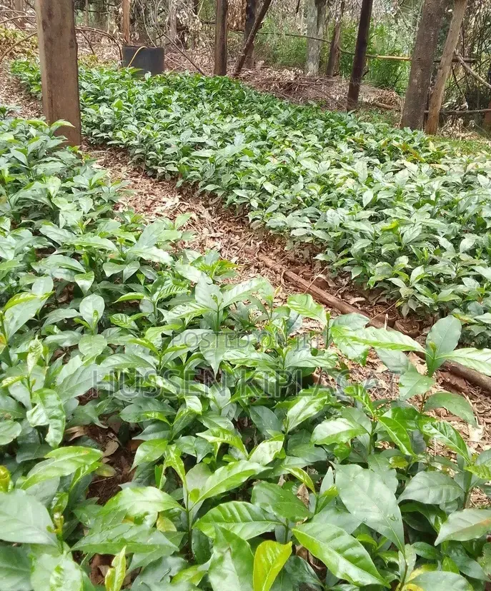 Coffee Seedlings