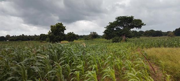 1 Acre of Land