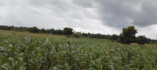1 Acre of Land - thumbnail 6