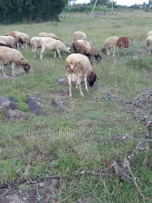 Ram Suitable for Meat and Breeding