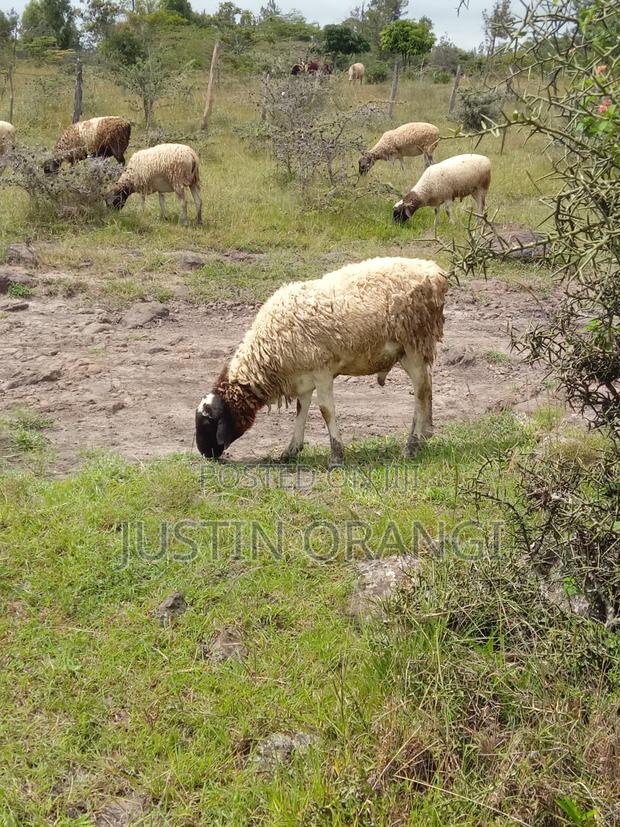 Ram Suitable for Meat and Breeding - thumbnail 2