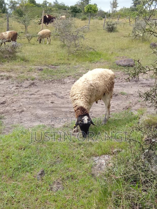 Ram Suitable for Meat and Breeding - thumbnail 3