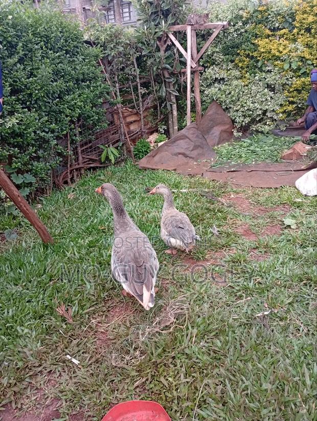 A Pair of Geese