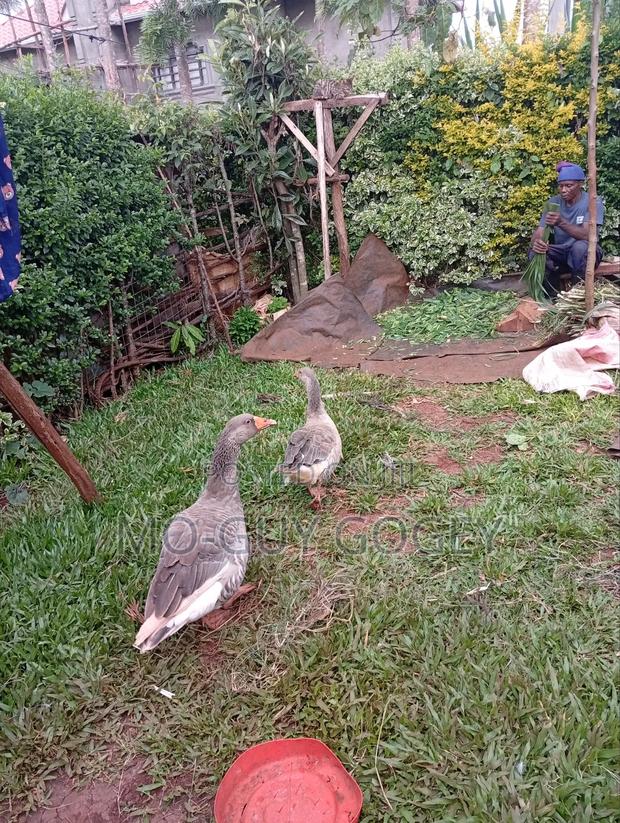 A Pair of Geese - thumbnail 2