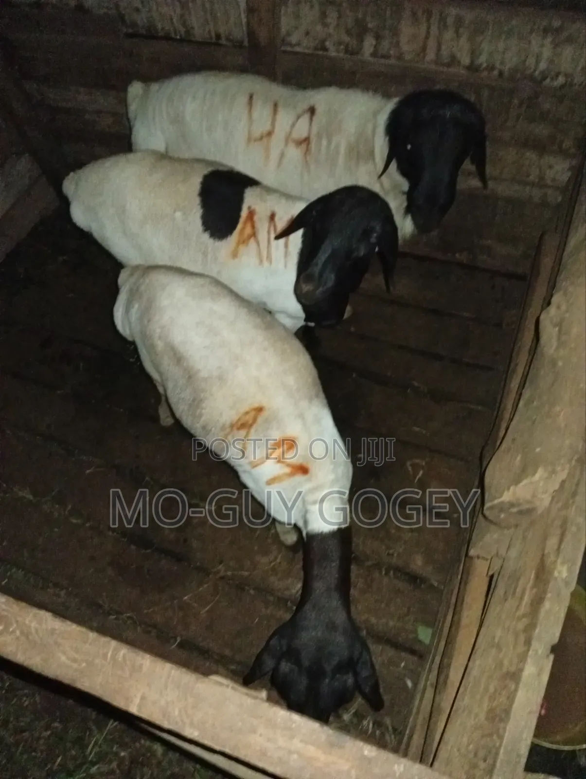 Ram Good for Breeding