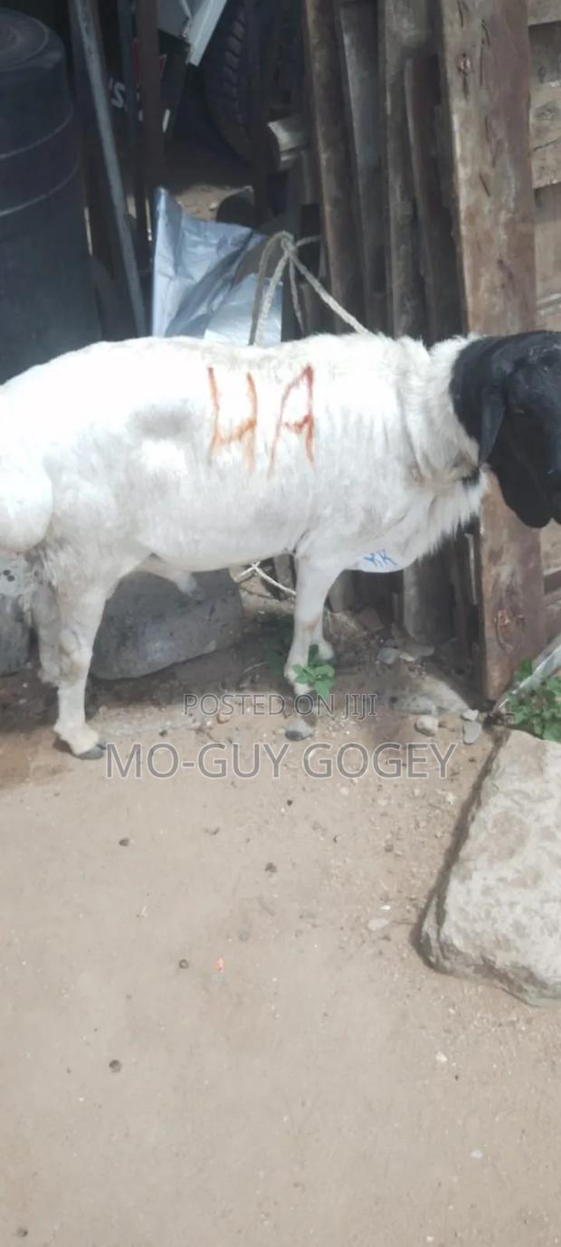 Ram Good for Breeding - thumbnail 2