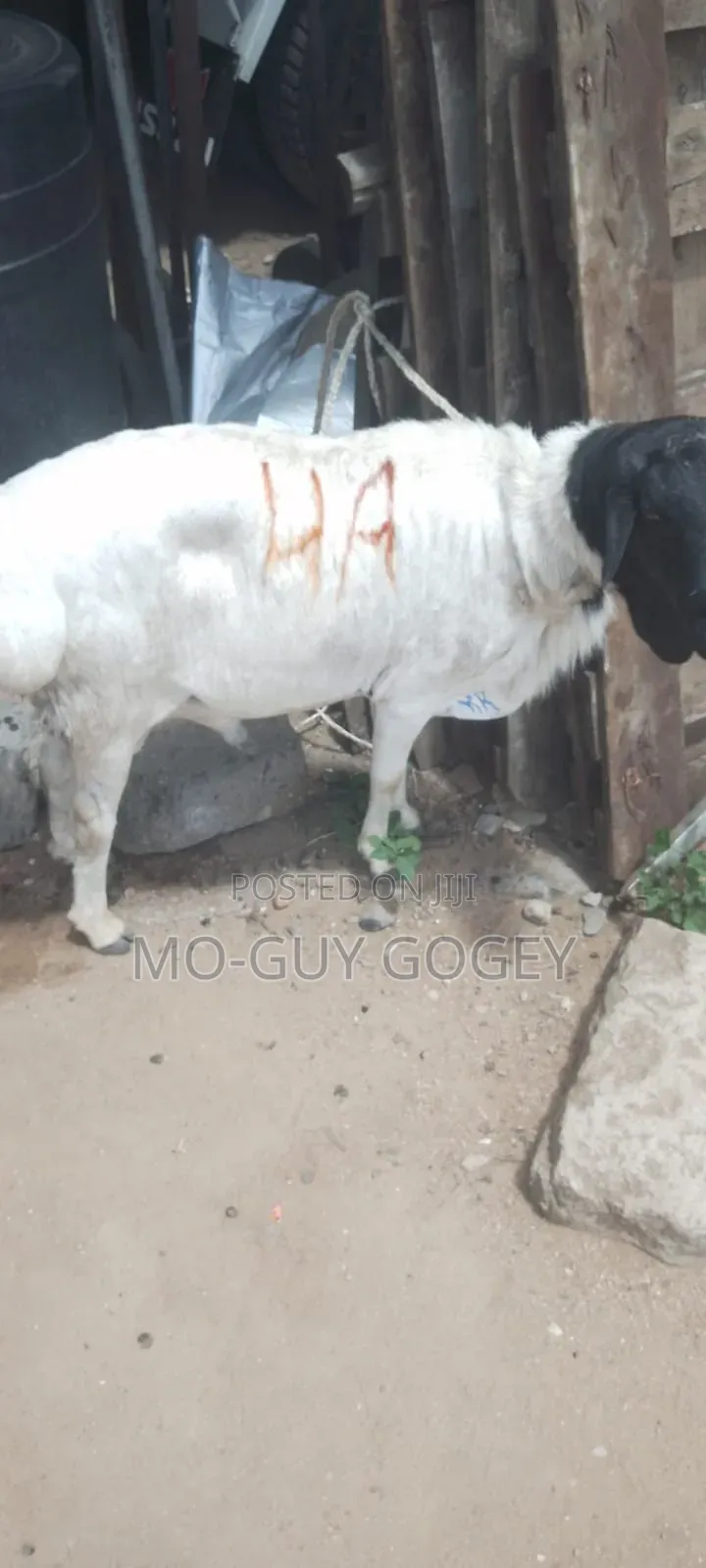 Ram Good for Breeding